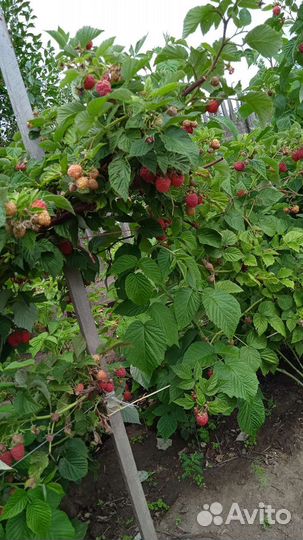 Саженцы малины крупноплодной, смородины