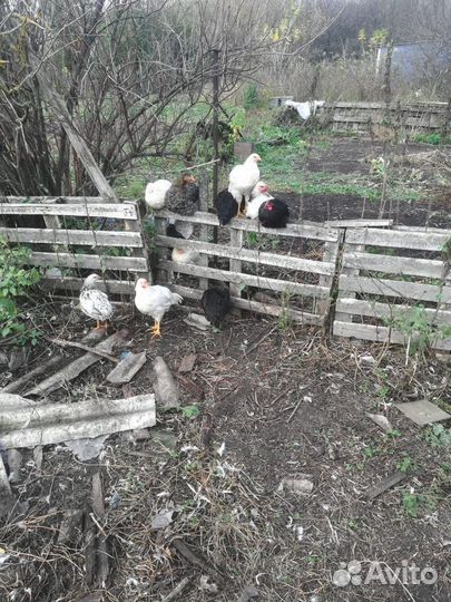 Куры домашние