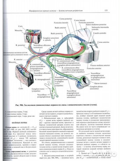 Атлас Анатомии Синельников