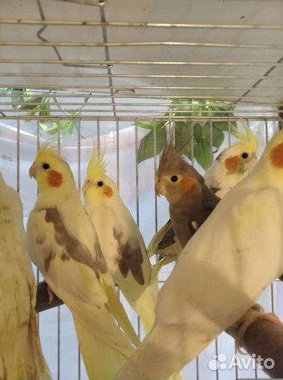 Волнистые, неразлучники, кореллы