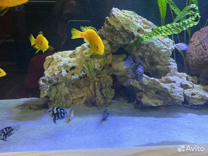 Цихлида чернополосая и лабидохромис еллоу