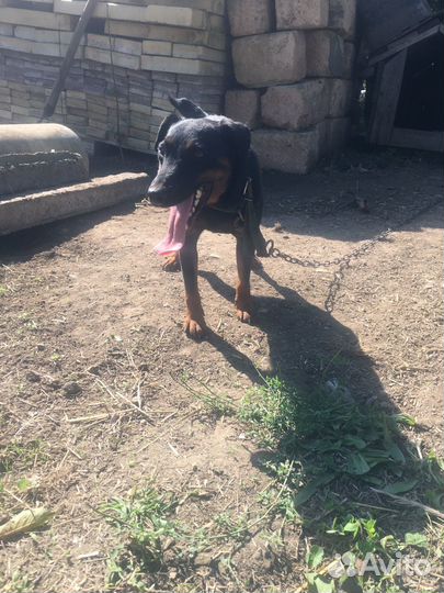 Вязка ягдтерьера кабель