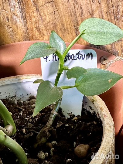 Филодендрон хастатум