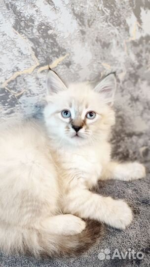 Шотландские котята белые