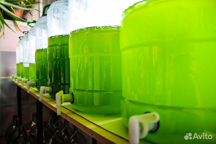 Суперконцентрат Хлореллы + бактерии Pseudomonas