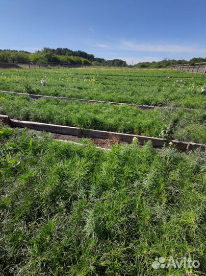 Саженцы сосны обыкновенной зкс оптом