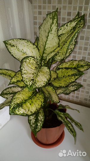 Аглаонема 