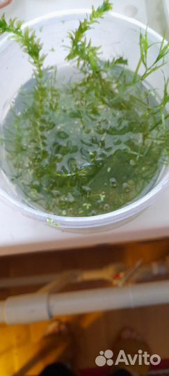 Водоросли, улитки