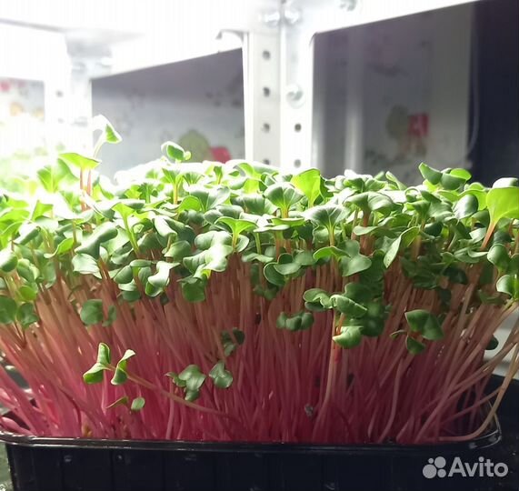 Микрозелень Сочи