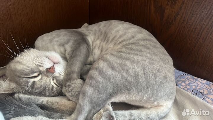 Британская кошка