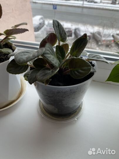 Комнатные растения цветы