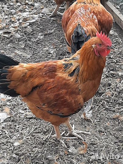Продам петухов породы Кучинская, 4 мес. Крупные