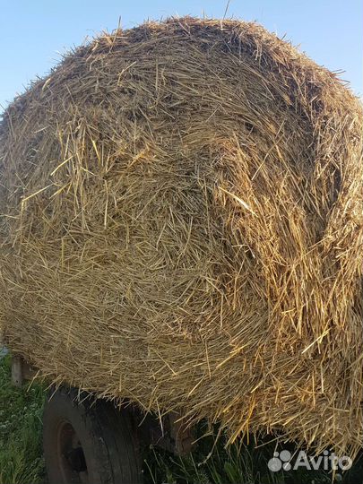 Солома пшеничная в тюках