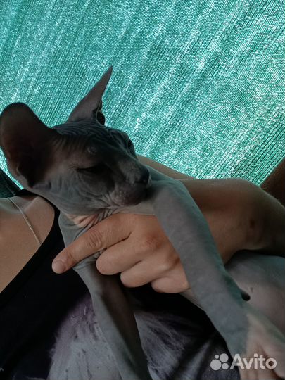 Котенок сфинкс