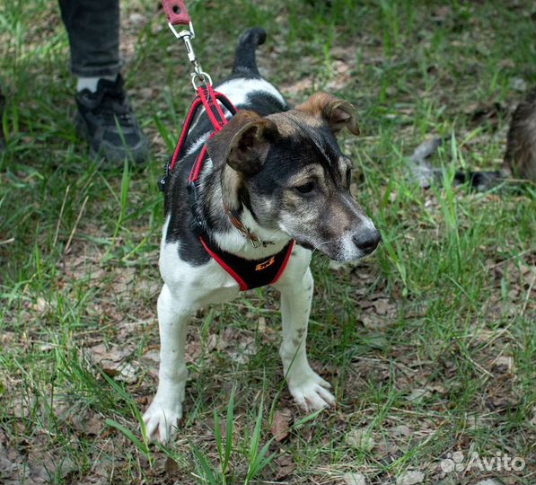 Щенок 6 месяцев ищет дом