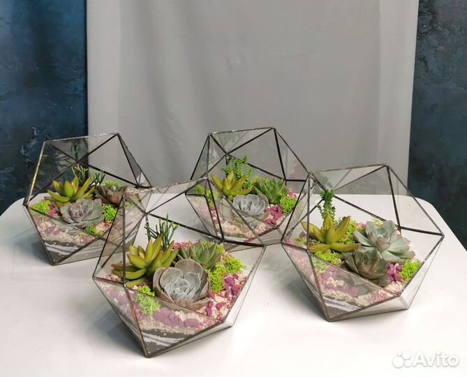 Флорариум яркие флорариумы в наличии