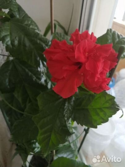 Разные комнатные цветы