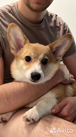 Вельш-корги пемброк девочка