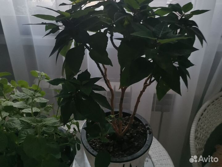 Пуансеттия