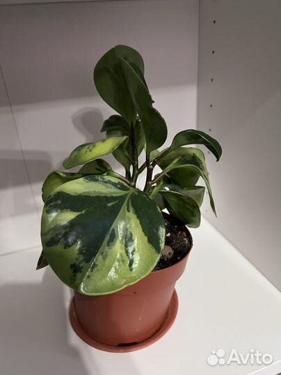 Переромия вариегатная