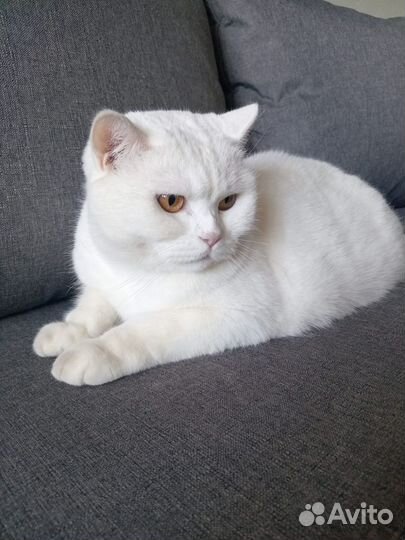 Кошка шотландская прямоухая