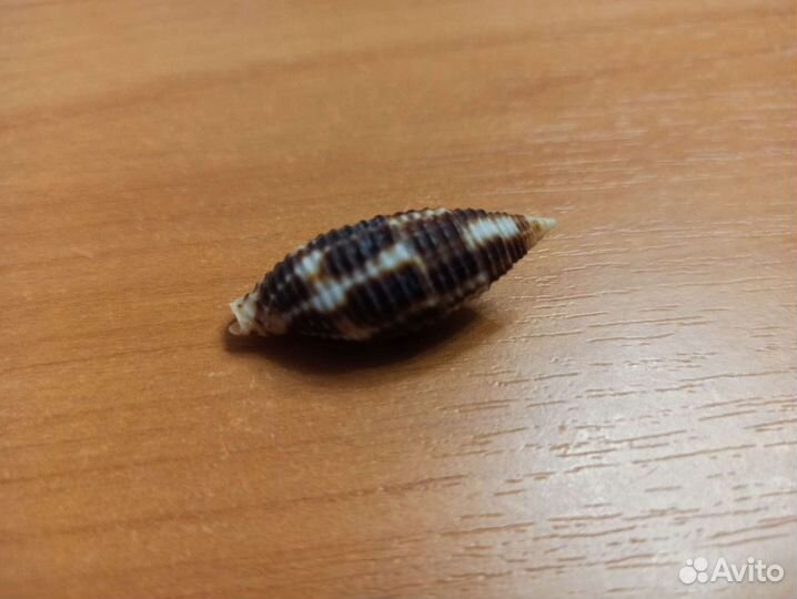 Морская раковина