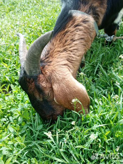 Англо нубийский козел