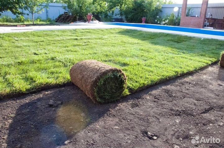 Газон под ключ, газон рулонный