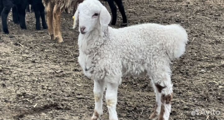 Баранчики,ярки