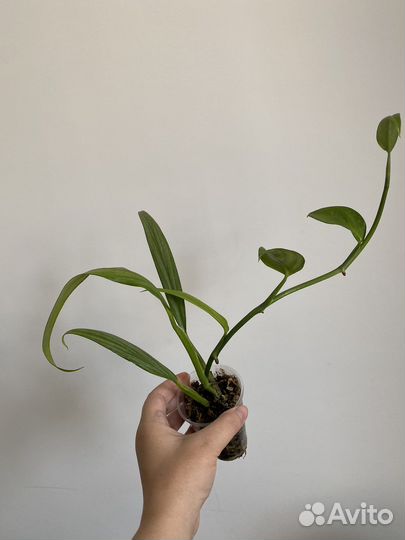 Эпипремнум амплиссимум сильвер страйп
