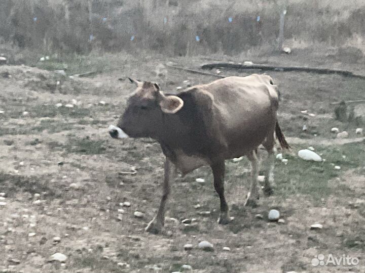 Голштинские крс