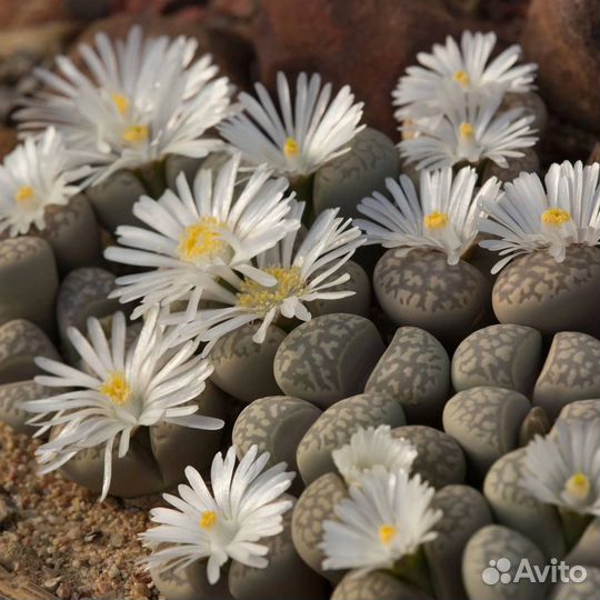 Семена литопсов