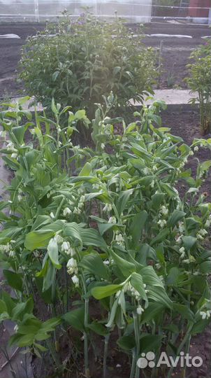 Купена цветок, деленка