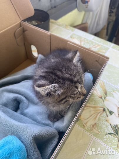 Кошка в дар