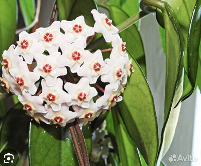 Хойя карноза