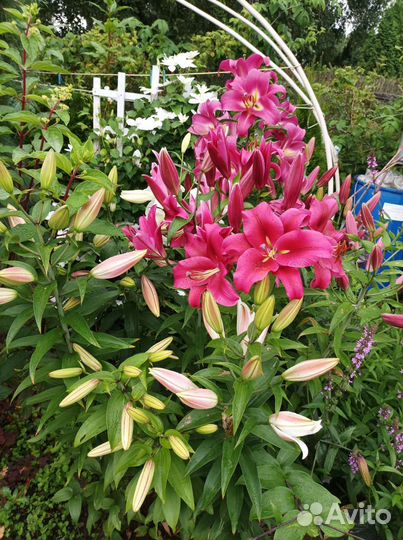 Лилии на срез