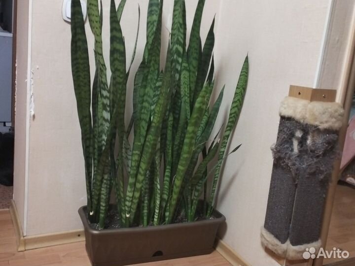 Комнатные цветы