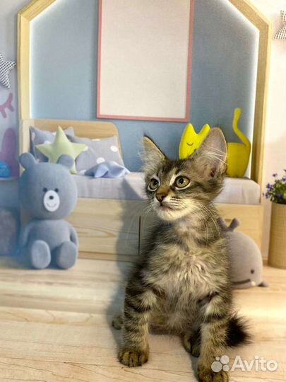 Котик и кошечка Ким и Лана