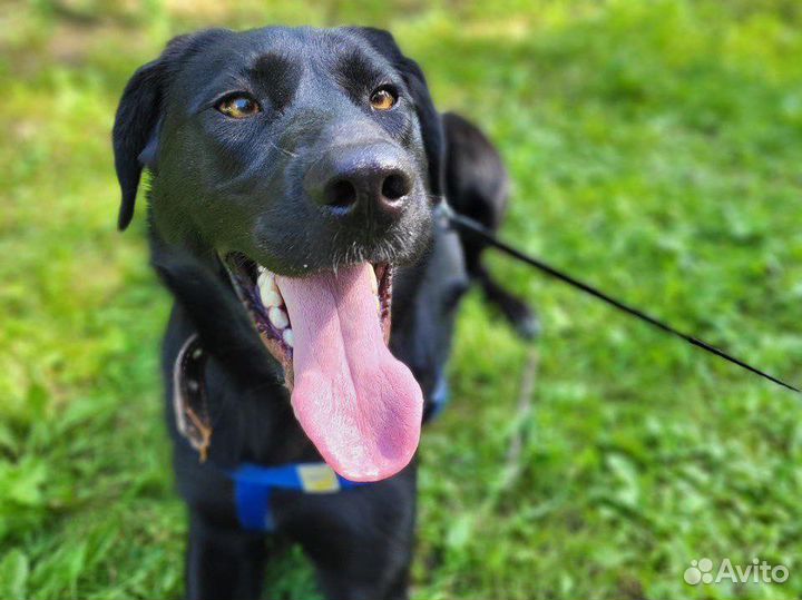 Молодая собака редкой красоты