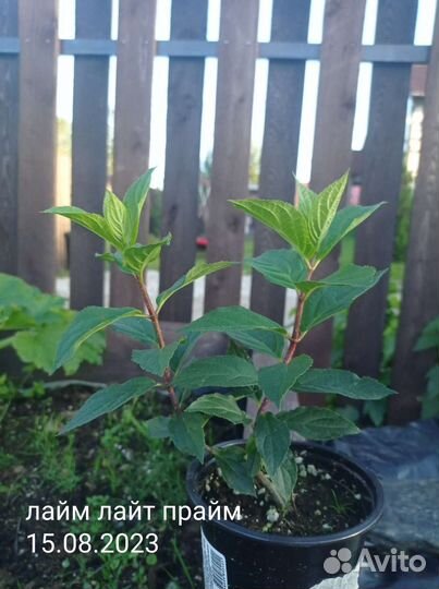 Лайм лайт прайм гортензия метельчатая Р9 новинка