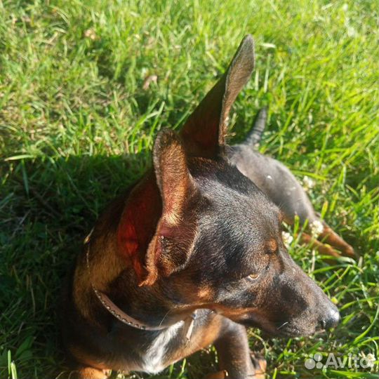 Выгул собак