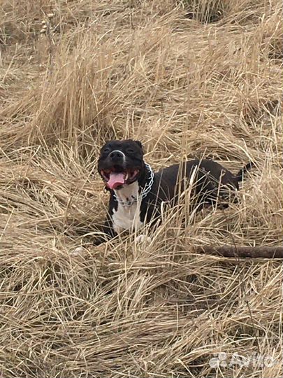 Кобель для вязки амстаф 2,5 года