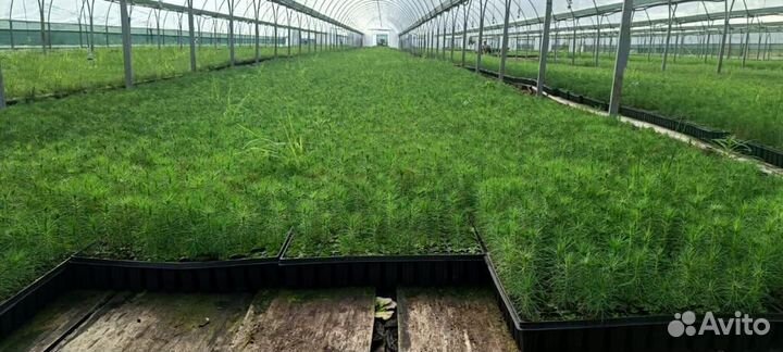 Саженцы ели европейской зкс в розницу