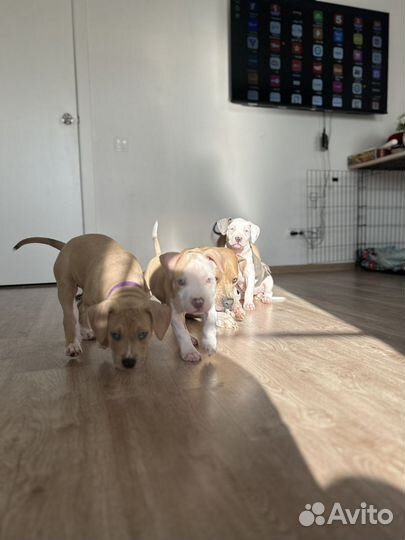 Щенки питбультерьера