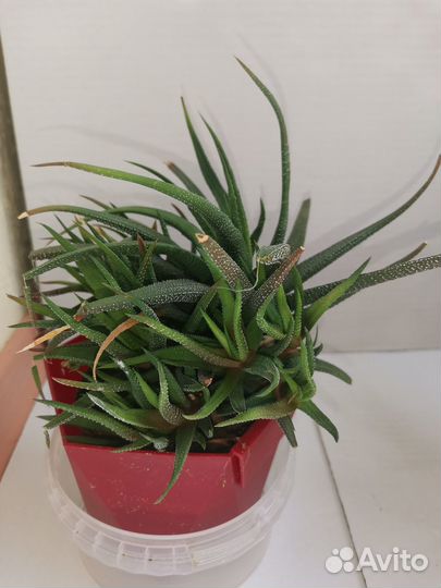 Комнатные цветы