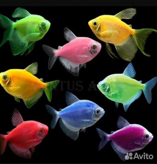 Тернеции glofish