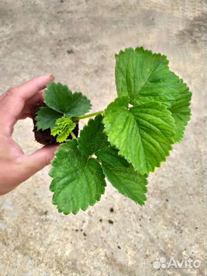 Саженцы крупноплодной клубники Кисс Неллис