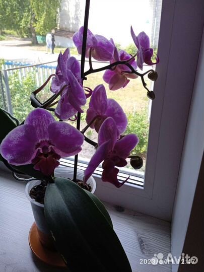 Дендробиум фаленопсис