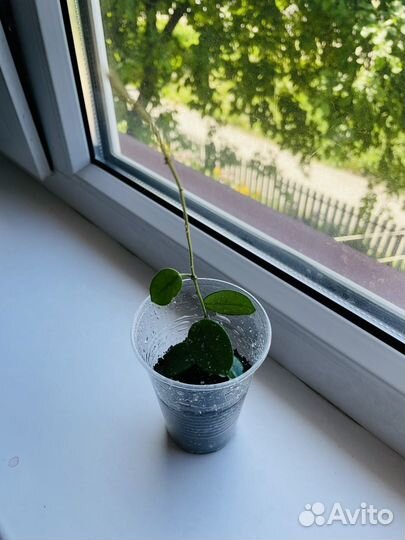 Сингониум imperial вайт, хойя матильда