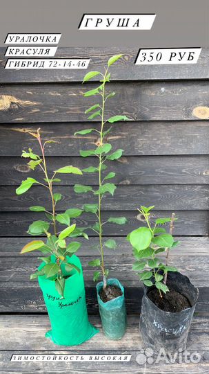 Саженцы яблони, груша